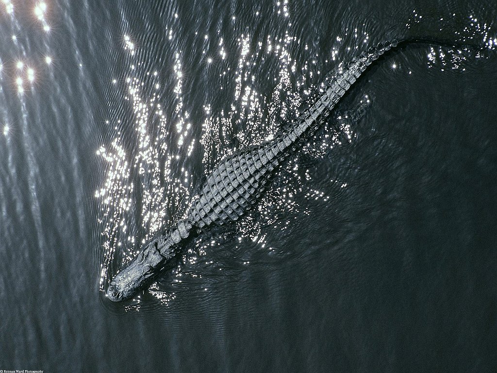 Cruisin', American Alligator, Florida